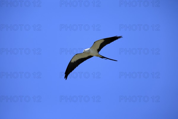 Swallow Harrier (Elanoides forficatus), adult, flying, Orlando, Florida, North America, USA, North America