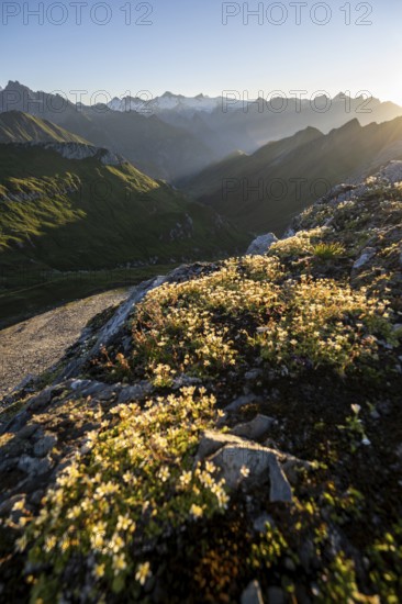 Mountain landscape with alpine flowers at sunrise, view of mountain peaks of the Venediger group and into the Großbachtal valley from the summit of Bachlenkenkopf, Lasörling group, Hohe Tauern National Park, East Tyrol, Tyrol, Austria, Europe