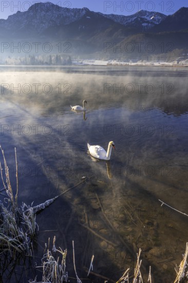 Swans, Mute Swan (Cygnus olor), lake, morning light, fog, snow, winter, mountains, Lake Kochel, Schlehdorf, behind Herzogstand, Heimgarten, Alpine foothills, Bavaria, Germany, Europe