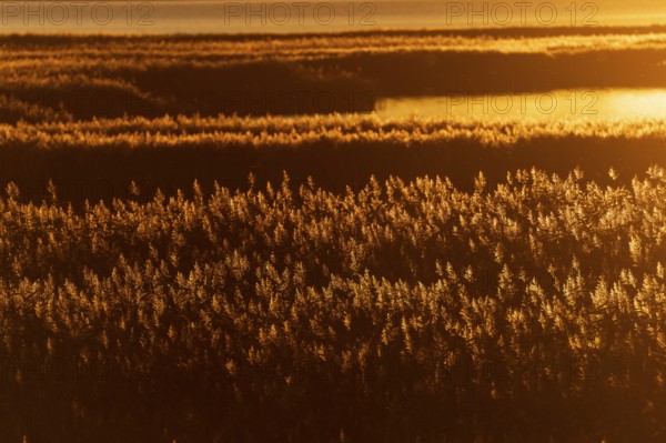 A golden field in the evening sun emphasises the natural tranquillity of the landscape, sunrise near Zingst, Vorpommersche Boddenlandschaft National Park, Mecklenburg-Vorpommern, Germany, Europe