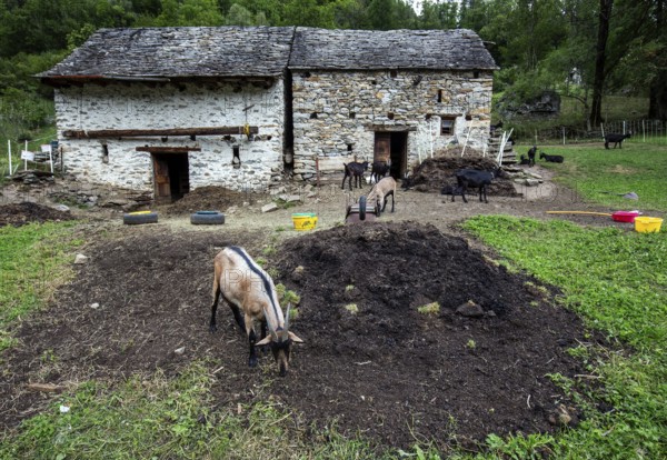 Goats (Capra) and goat pen, village of Sonogno, Verzasca Valley, Valle Verzasca, Canton Ticino, Switzerland, Europe