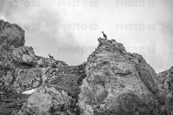 Black and white, Two chamois, Wilder Kaiser, Kaiser Mountains, Tyrol, Austria, Europe