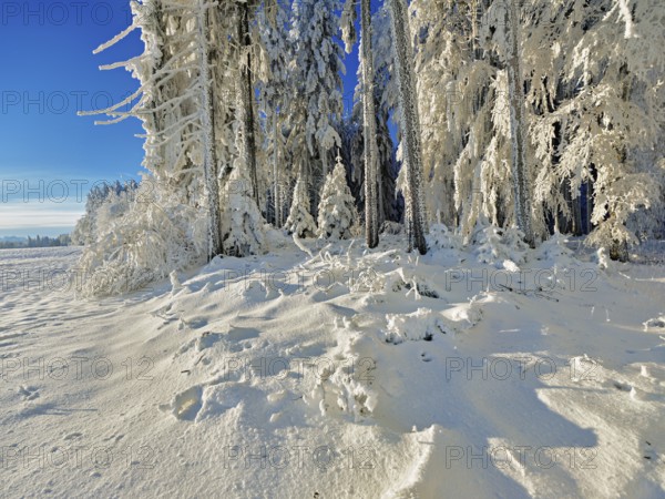 Snow-covered forest, Grod, Beinwil Freiamt, Canton Aargau, Switzerland, Europe