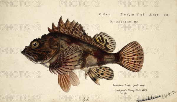 Eastern Red Scorpionfish, Grandfather Hapuku, Cardinal Scorpionfish, Cook's Scorpionfish, Cook's Rockcod, Kermadec Scorpionfish, Northern Scorpionfish, Scorpaena cardinalis, species of marine ray-finned fish, fish, reproduction of an original, by Frank Edward Clarke (b. 1849, d. 1899), ichthyologist and scientific draughtsman