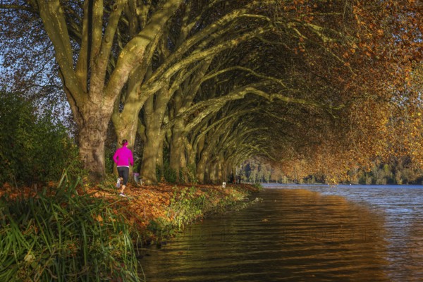 Essen, North Rhine-Westphalia, Germany - Young woman jogging on the lakeshore under trees with autumn leaves. Golden autumn at Lake Baldeney