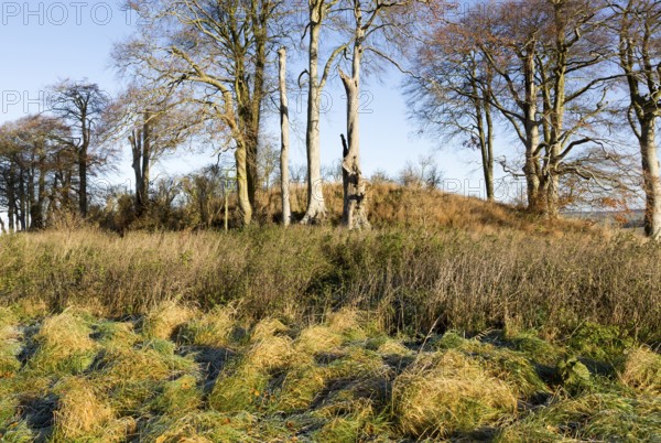 Neolithic long barrow in chalk downland countryside near East Kennett, Wiltshire, England, UK