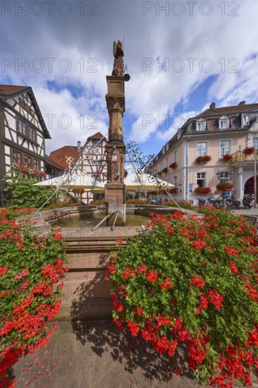 Market fountain with geraniums on the market square in Michelstadt, Odenwald, Odenwaldkreis, Hesse, Germany, Europe