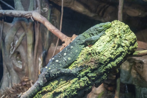 Denver, Colorado, A crocodile monitor (Varanus salvadorii) at the Denver Zoo. Native to New Guinea, the crocodile monitor can grow to 12 feet long, including its very long tail