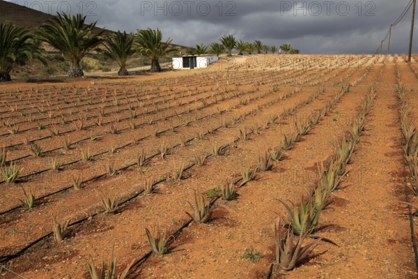 Aloe vera plants commercial cultivation, Tiscamanita, Fuerteventura, Canary Islands, Spain, Europe