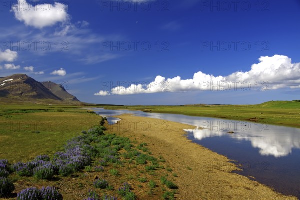 Clouds perfectly reflected in a calm stream, barren mountains, lupine, Snaefelsnes, Iceland, Europe