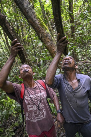 Pygmies of the Baka or BaAka people drinking water from cut branches, Dzanga-Sangha Special Dense Forest Reserve, Sangha-Mbaéré Prefecture, Central African Republic, Africa