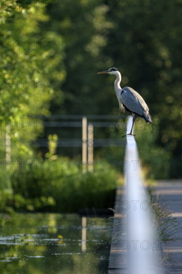 Grey heron (Ardea cinerea), using a railing to forage in a ditch, Ewald colliery, Herten, Ruhr area, North Rhine-Westphalia, Germany, Europe