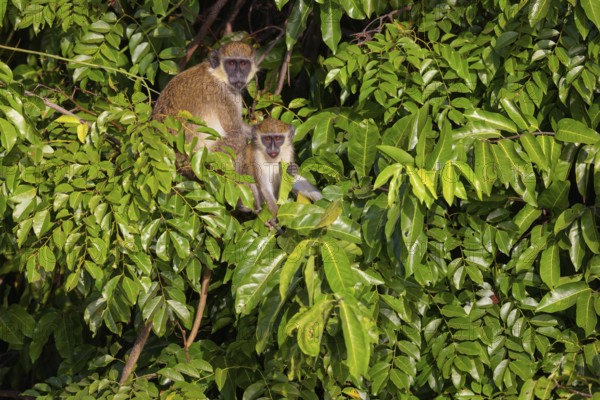 Green monkey (Chlorocebus sabaeus), guenon family, Janjabureh boat trip, Janjabureh, South Bank, Gambia, Africa