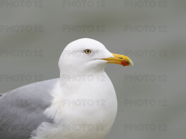 Herring Gull (Larus argentatus), portrait of bird, island of Texel, Holland