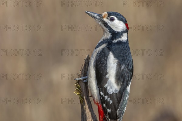 Great Spotted Woodpecker (Dendrocopos major) on a branch in the forest. Bas-Rhin, Alsace, Grand Est, France, Europe