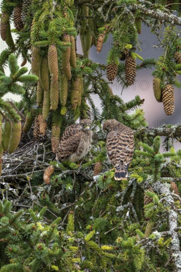 Common kestrel (Falco tinnunculus), two young birds not yet able to fly sitting on a branch outside the nest, Rhineland-Palatinate, Germany, Europe