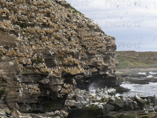 Black-legged kittiwake (Rissa tridactyla), breeding colony, on coastal cliffs of Arctic Ocean, May, Varanger Fjord, Norway, Europe