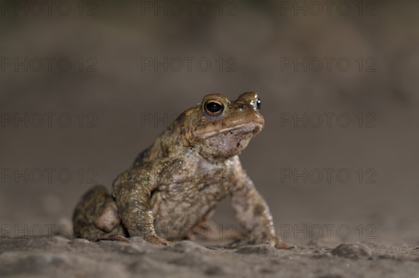 Common toad (Bufo bufo), single male, on the way to spawning waters, evening, toad migration, Bottrop, Ruhr area, North Rhine-Westphalia, Germany, Europe