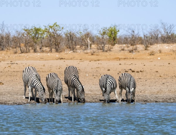 Plains zebras (Equus quagga) drinking at a waterhole, savannah with orange-coloured sand, Okavao waterhole, Etosha National Park, Namibia, Africa