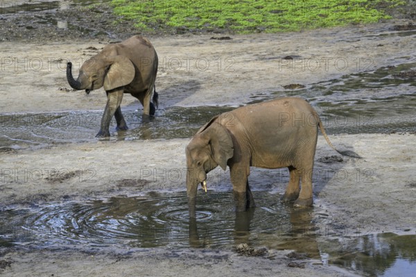 African forest elephants (Loxodonta cyclotis) in the Dzanga Bai forest clearing, Dzanga-Ndoki National Park, Unesco World Heritage Site, Dzanga-Sangha Complex of Protected Areas (DSPAC), Sangha-Mbaéré Prefecture, Central African Republic, Africa