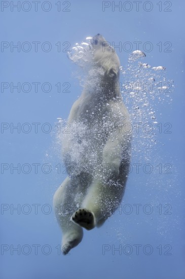 Polar bear (Ursus maritimus) diving, captive, Germany, Europe