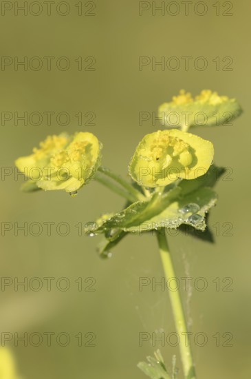 Serrated spurge (Euphorbia serrata), Provence, southern France