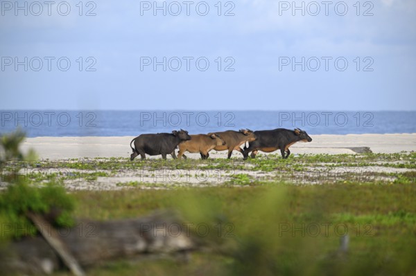 Red buffalo or forest buffalo (Syncerus nanus) on the beach, Petit Loango, Loango National Park, Parc National de Loango, Ogooué-Maritime Province, Gabon, Africa