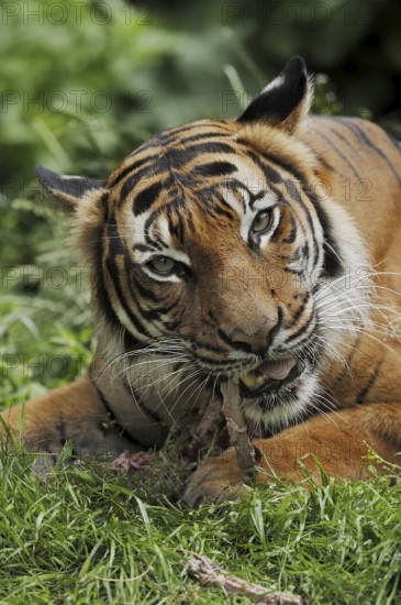 Sumatran tiger (Panthera tigris sumatrae), feeding, captive, occurring on Sumatra, Indonesia, Asia