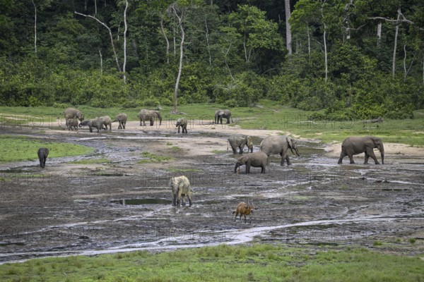 Forest elephants (Loxodonta cyclotis) and bongo antelopes (Tragelaphus eurycerus) in the Dzanga Bai forest clearing, Dzanga-Ndoki National Park, Unesco World Heritage Site, Dzanga-Sangha Complex of Protected Areas (DSPAC), Sangha-Mbaéré Prefecture, Central African Republic, Africa