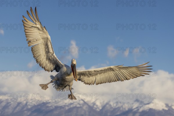 Dalmatian pelican (Pelecanus crispus), flying, snow-capped mountains in the background, magnificent plumage, Lake Kerkini, Greece, Europe