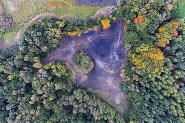 Mixed forest in autumn, colouring, aerial view, forest, autumnal, Ahlhroner Fischteiche, Niedersächsische Landesforst, Ahlhorn, Lower Saxony, Germany, Europe