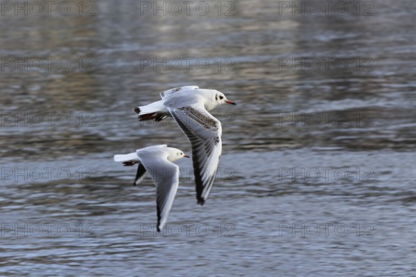 Gulls (Larinae) on the Elbe in winter, Saxony, Germany, Europe