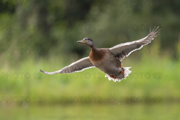 Mallard (Anas platyrhynchos) in flight, female, Aviemore, Scotland, Great Britain