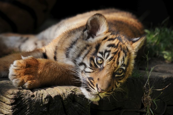 Sumatran tiger (Panthera tigris sumatrae), young, captive, native to Sumatra, Indonesia, Asia