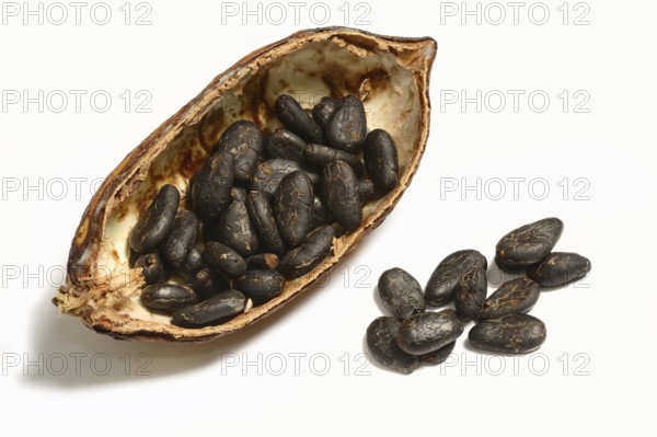 Cocoa tree (Theobroma cacao), halved cocoa fruit with cocoa beans