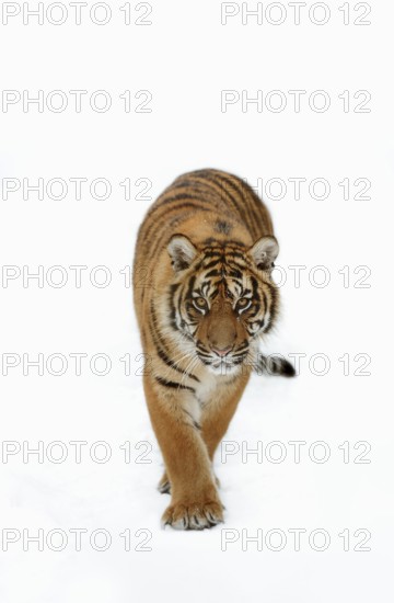 Sumatran tiger (Panthera tigris sumatrae) in the snow, captive, native to Sumatra, Indonesia, Asia