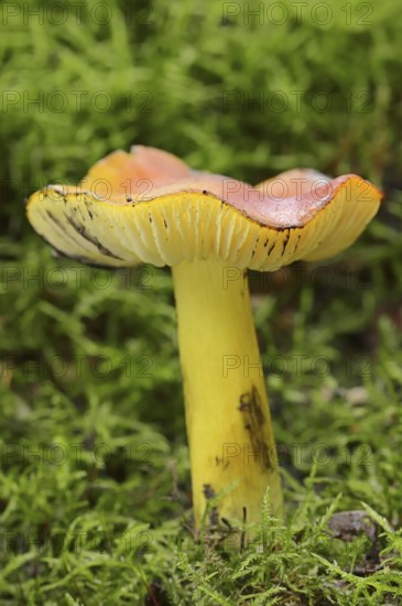 Blackening sapling or conical sapling (Hygrocybe conica, Hygrocybe nigrescens), North Rhine-Westphalia, Germany, Europe