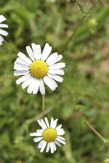 Matricaria chamomilla (Matricaria chamomilla), flowers, medicinal plant, Wilnsdorf North Rhine-Westphalia, Germany, Europe