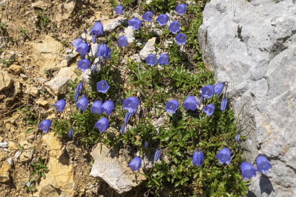 Bellflower (Campanula) on rocky ground, Karwendel Mountains, Mittenwald, Werdenfelser Land, Upper Bavaria, Bavaria, Germany, Europe