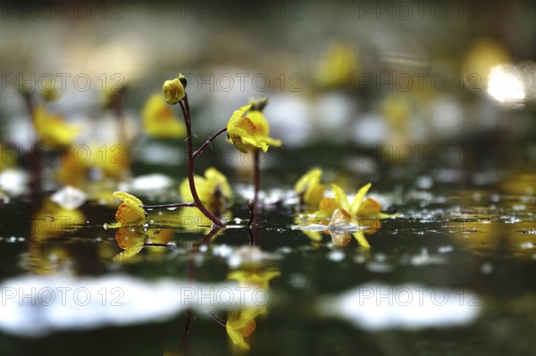 Yellow flowering pond plant, September, Germany, Europe