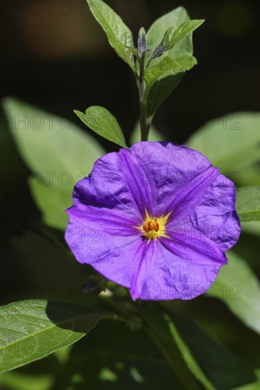 Blue potato tree (Lycianthes rantonnetii), gentian tree, flowering, close-up, Wilnsdorf, North Rhine-Westphalia, Germany, Europe