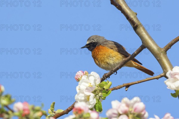 Redstart, (Phoenicurus phoenicurus), Hamm am Rhein, Worms district, Rhineland-Palatinate, Germany, Europe