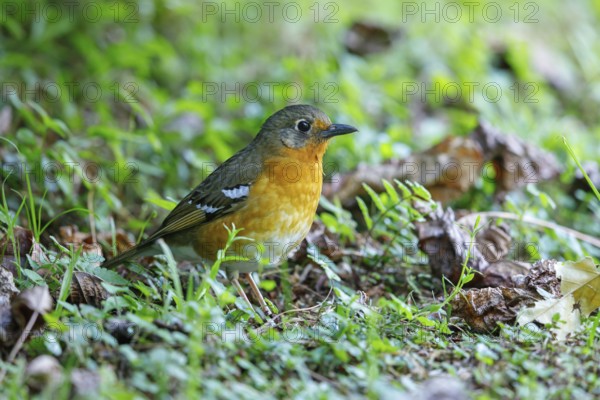 Orange ground thrush (Geokichla gurneyi), Zoothera gurneyi, Benvie Garden, Howick, KwaZulu-Natal, South Africa, Africa