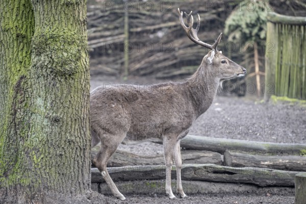 Vietnamese sika deer (Cervus nippon pseudaxis), Nordhorn Zoo, Lower Saxony, Germany, Europe