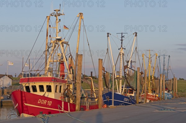 Crab cutter in the harbour, Dorum-Neufeld, Wurster Land, Lower Saxony, Germany, Europe