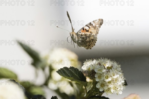 A ladybird (Vanessa cardui) hovering over a flowering plant in bright surroundings, Hesse, Germany, Europe