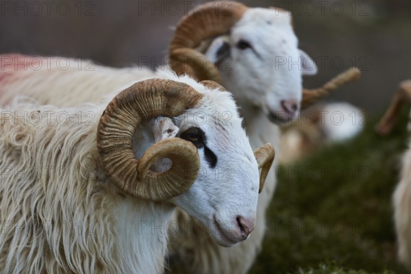 Close-up of a quiet sheep's head with characteristic helical horns, Kallikratis, Kallikratis Gorge, Sfakia, West Crete, Crete, Greek Islands, Greece, Europe