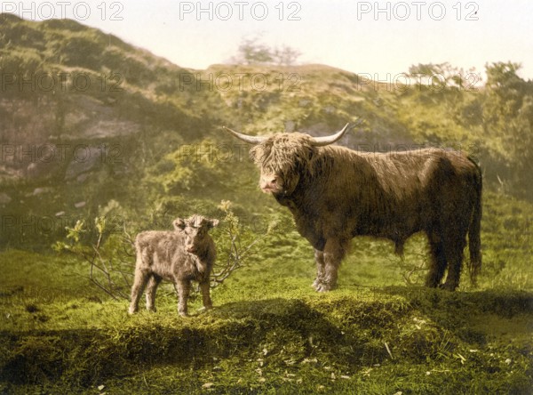 Highland cattle, calf and bull, Scotland, c. 1890, Historic, digitally restored reproduction from a 19th century original Highland cattle, calf and bull, Scotland, c. 1890, Historic, digitally restored reproduction from a 19th century original