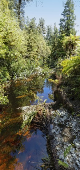 Lake Matheson Trail, New Zealand, Oceania