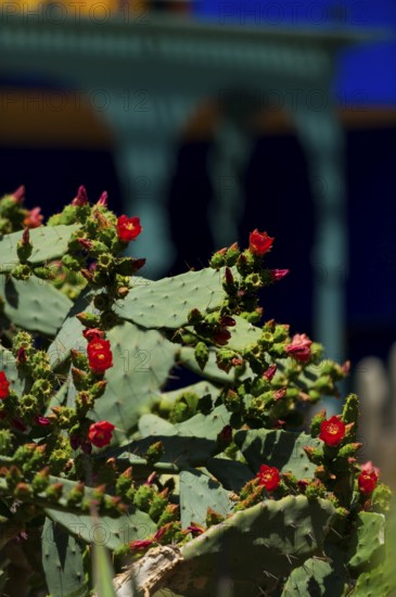 Majorelle Garden, botany, cactus, cacti, flora, plant, botany, tropical, climate, architecture, park, decoration, attraction, travel, holiday, Marrakech, Morocco, Africa